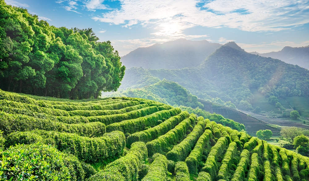 Coverage for food tech team