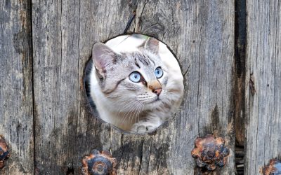 Paywalls and PR: why law firms shouldn’t be wary of paywalled coverage